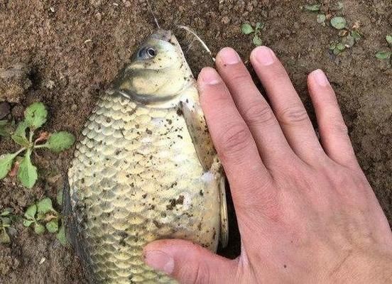 銀鼓魚(yú)能和紅龍魚(yú)混養(yǎng)嗎：如何預(yù)防紅龍魚(yú)攻擊其他魚(yú),銀鼓魚(yú)與哪些魚(yú)類混養(yǎng)合適