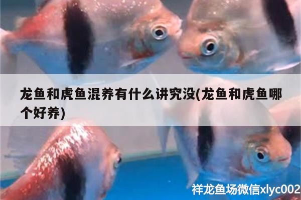 龍魚和虎魚混養(yǎng)有什么講究沒(龍魚和虎魚哪個(gè)好養(yǎng))