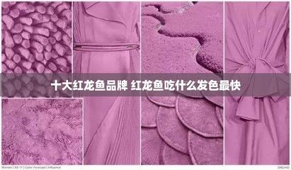 泗水紅龍魚在哪可以買到啊：如何辨別泗水紅龍魚