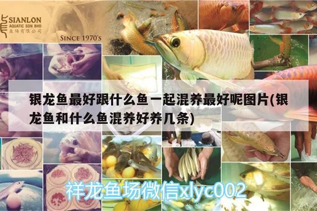 銀龍魚最好跟什么魚一起混養最好呢圖片(銀龍魚和什么魚混養好養幾條)