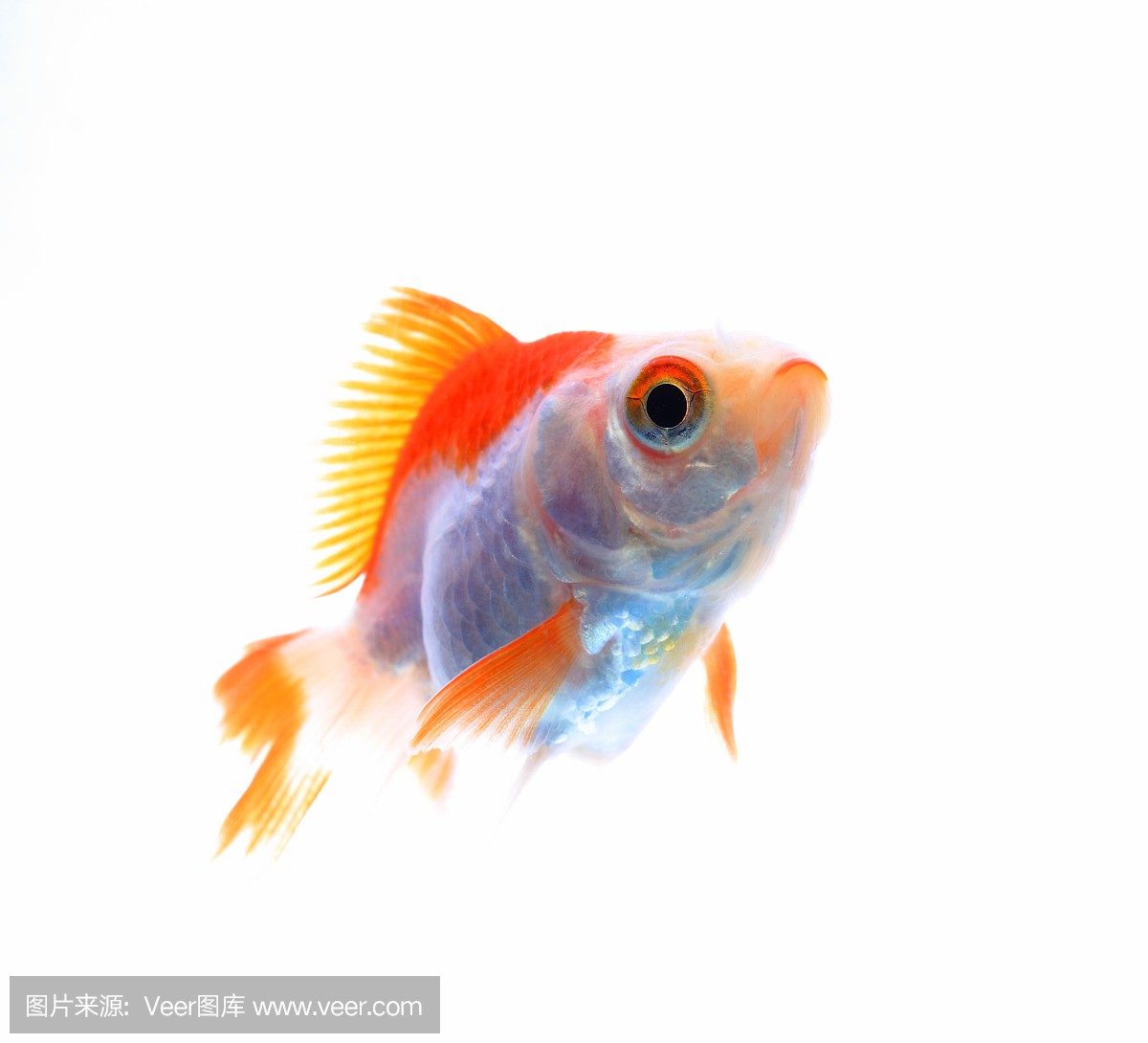 魚缸100張照片
