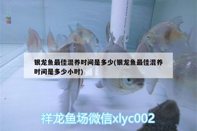 銀龍魚最佳混養時間是多少(銀龍魚最佳混養時間是多少小時)