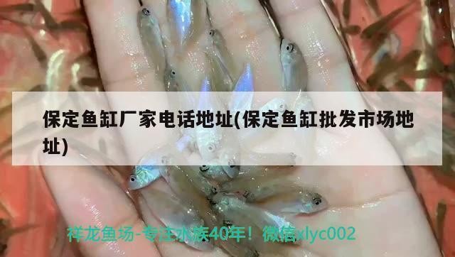 保定魚缸廠家電話地址(保定魚缸批發市場地址) 保定魚缸廠家電話地址(保定魚缸批發市場地址) 魟魚百科
