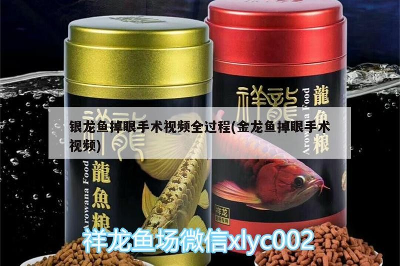 銀龍魚掉眼手術視頻全過程(金龍魚掉眼手術視頻)