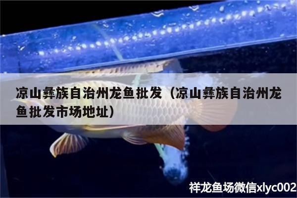 涼山彝族自治州紅龍魚(yú)價(jià)格2688貴嗎？