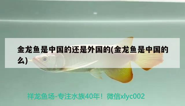 金龍魚是中國的還是外國的(金龍魚是中國的么)