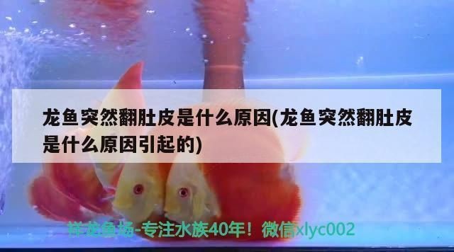 龍魚撞缸后翻肚vs祥龍魚場：如何預(yù)防龍魚撞缸后的健康檢查