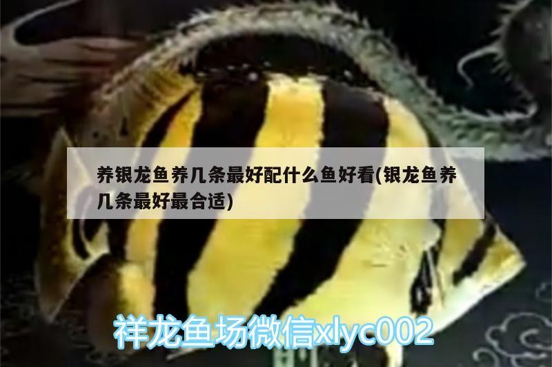 養銀龍魚養幾條最好配什么魚好看(銀龍魚養幾條最好最合適)