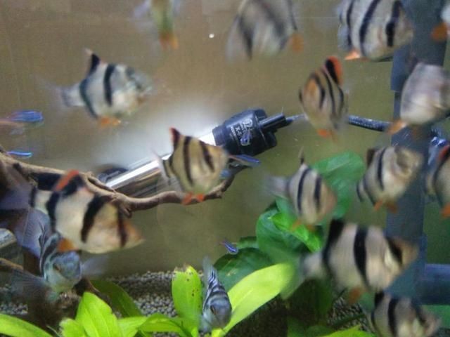 虎皮魚飼養技巧：虎皮魚的飼養技巧