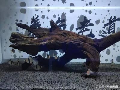 虎皮魚飼養技巧：虎皮魚的飼養技巧