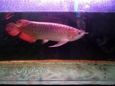 紅龍魚養一條好,還是養一對好：紅龍魚單養和混養的優缺點