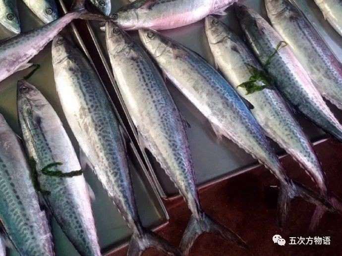 十大最漂亮魚圖片