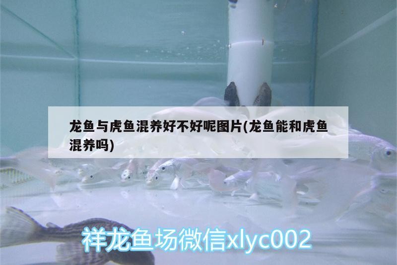 龍魚與虎魚混養好不好呢圖片(龍魚能和虎魚混養嗎)
