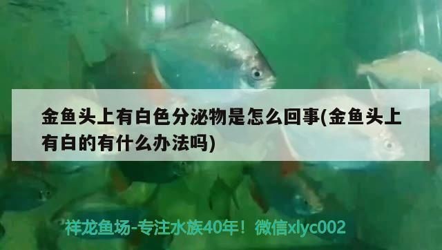 龍魚身上白色的像脫皮vs祥龍魚場(chǎng)：“龍魚身上白色的像脫皮”和“祥龍魚場(chǎng)”的關(guān)系