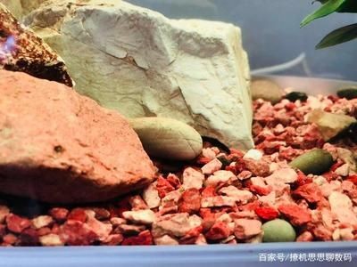 大型魚缸底部過濾系統安裝：大型魚缸底部過濾系統的安裝步驟