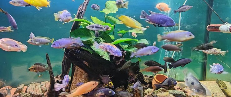 博特魚缸官網入口