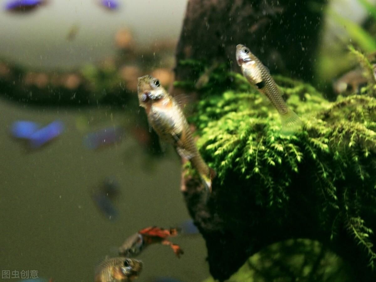 大魚缸如何消毒殺菌:大魚缸消毒殺菌的基本原理是什么魚缸消毒殺菌的基本原理 魚缸百科 第3張 大魚缸如何消毒殺菌:大魚缸消毒殺菌的基本原理是什么魚缸消毒殺菌的基本原理 大魚缸如何消毒殺菌:大魚缸消毒殺菌的基本原理是什么魚缸消毒殺菌的基本原理 魚缸百科 第3張