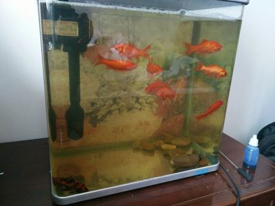 超白魚缸推薦 知乎：十大熱門超白魚缸排行榜