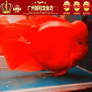 龍魚怎樣麻醉vs祥龍魚場:龍魚怎樣麻醉vs祥龍魚場麻醉技術龍魚麻醉注意事項 vs祥龍魚場 第5張 龍魚怎樣麻醉vs祥龍魚場:龍魚怎樣麻醉vs祥龍魚場麻醉技術龍魚麻醉注意事項 龍魚怎樣麻醉vs祥龍魚場:龍魚怎樣麻醉vs祥龍魚場麻醉技術龍魚麻醉注意事項 vs祥龍魚場 第5張