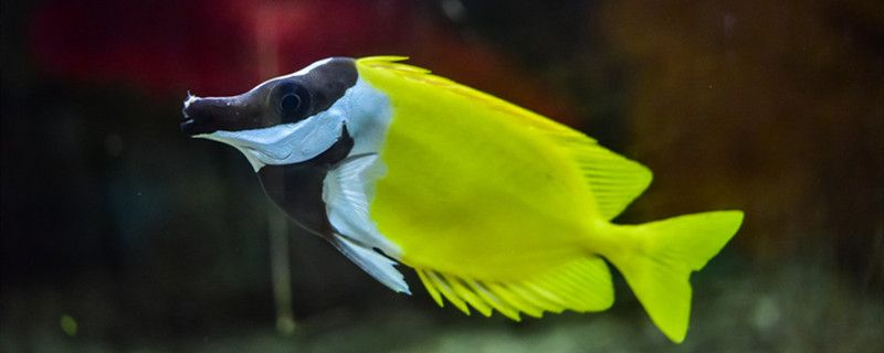 如何判斷龍魚(yú)是否腸道不適？（如何判斷龍魚(yú)是否腸道不適）