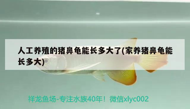 人工養(yǎng)殖的豬鼻龜能長多大了(家養(yǎng)豬鼻龜能長多大)