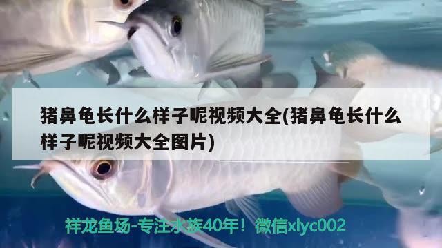 豬鼻龜長什么樣子呢視頻大全(豬鼻龜長什么樣子呢視頻大全圖片) 豬鼻龜長什么樣子呢視頻大全(豬鼻龜長什么樣子呢視頻大全圖片) 豬鼻龜百科