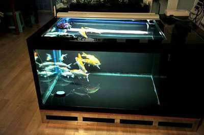 玻璃膠粘魚缸：diy魚缸制作教程：玻璃膠粘魚缸的正確方法和注意事項 玻璃膠粘魚缸：diy魚缸制作教程：玻璃膠粘魚缸的正確方法和注意事項 魚缸百科 第2張