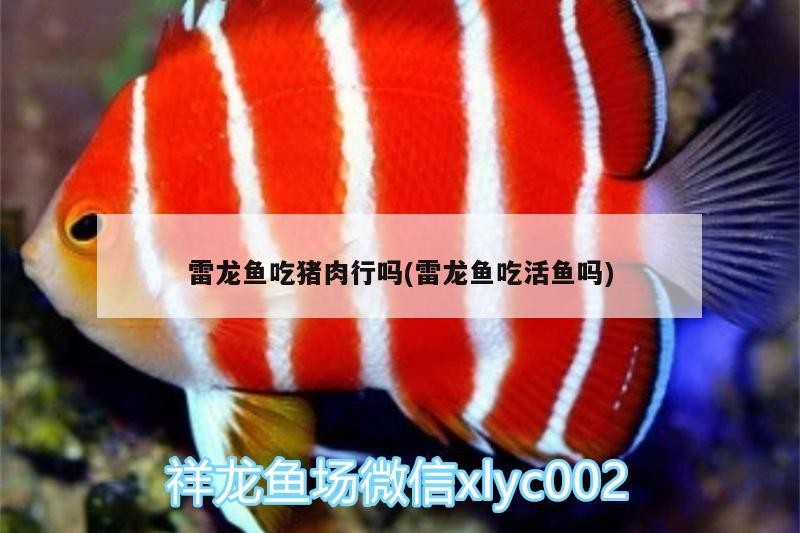 雷龍魚吃豬肉行嗎(雷龍魚吃活魚嗎)