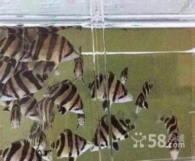 虎魚尺寸相差太大是不是要隔開：虎魚尺寸相差太大是不是要隔離 虎魚尺寸相差太大是不是要隔開：虎魚尺寸相差太大是不是要隔離 虎魚百科 第1張
