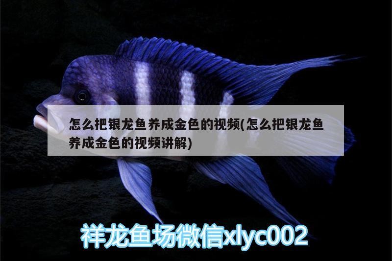 怎么把銀龍魚養成金色的視頻(怎么把銀龍魚養成金色的視頻講解) 怎么把銀龍魚養成金色的視頻(怎么把銀龍魚養成金色的視頻講解) 銀龍魚百科