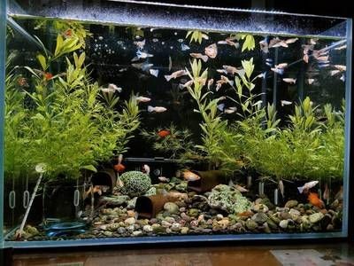 財旺魚缸是哪生產的：深圳市藍魚專業研發生產魚缸靜音水泵和魚缸變頻水泵