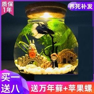斗魚缸如何造景好看：南美缸與斗魚缸的區別