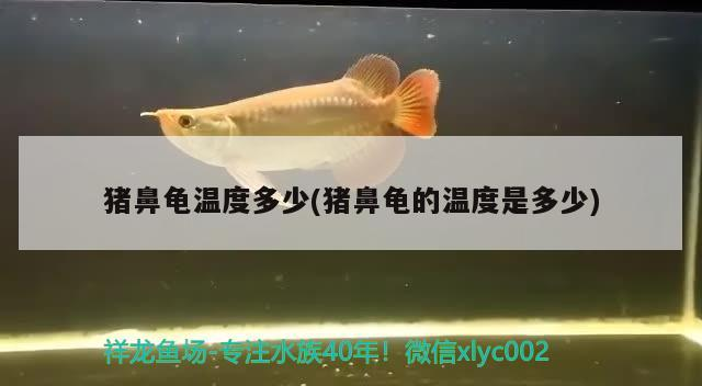 豬鼻龜溫度多少(豬鼻龜的溫度是多少) 豬鼻龜溫度多少(豬鼻龜的溫度是多少) 豬鼻龜百科