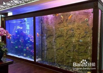 博特魚缸和彩蝶的對比圖片大全（博特魚缸和彩蝶的對比圖片大全視頻）
