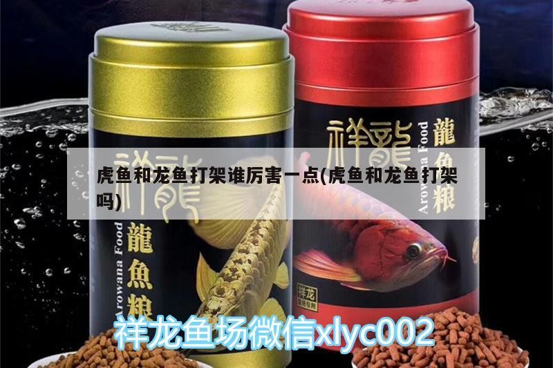 虎魚和龍魚打架誰厲害一點(虎魚和龍魚打架嗎)