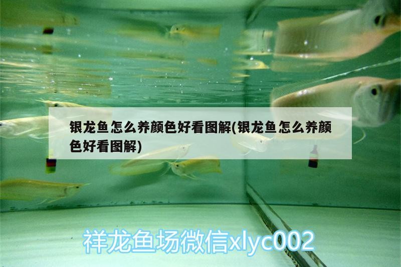 銀龍魚怎么養顏色好看圖解(銀龍魚怎么養顏色好看圖解)