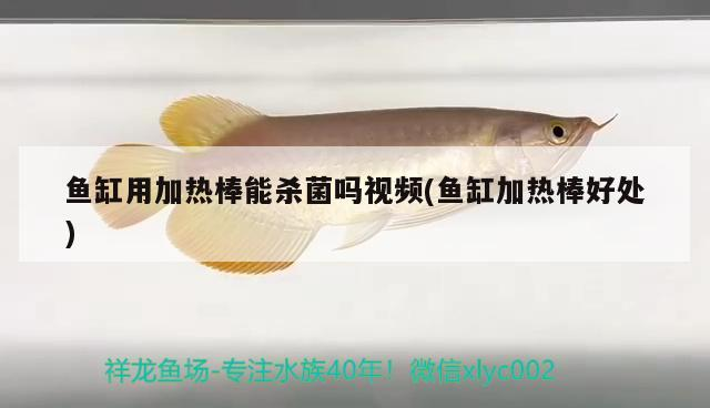 魚(yú)缸用加熱棒能殺菌嗎視頻(魚(yú)缸加熱棒好處) 魚(yú)缸用加熱棒能殺菌嗎視頻(魚(yú)缸加熱棒好處) 魟魚(yú)百科