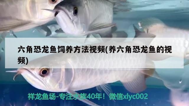 北京燕紅潘水族店（北京燕紅潘水族店地址） 北京燕紅潘水族店（北京燕紅潘水族店地址） 全國(guó)水族館企業(yè)名錄 第2張
