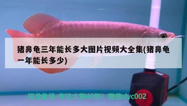 豬鼻龜三年能長多大圖片視頻大全集(豬鼻龜一年能長多少)