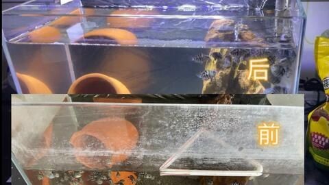 安彩魚缸怎么樣清洗水垢視頻：如何清洗魚缸水垢