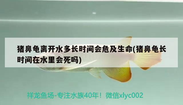 豬鼻龜離開水多長時間會危及生命(豬鼻龜長時間在水里會死嗎)