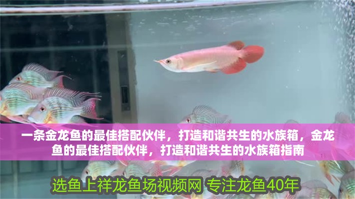 金龍最佳5種配魚