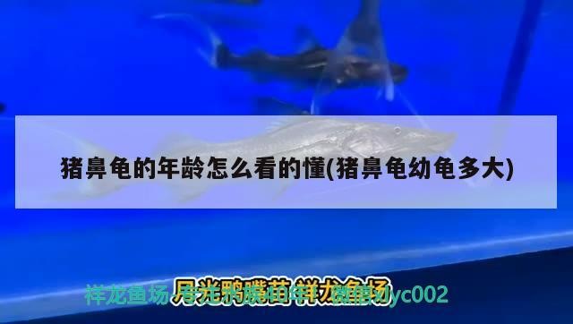 豬鼻龜的年齡怎么看的懂(豬鼻龜幼龜多大)