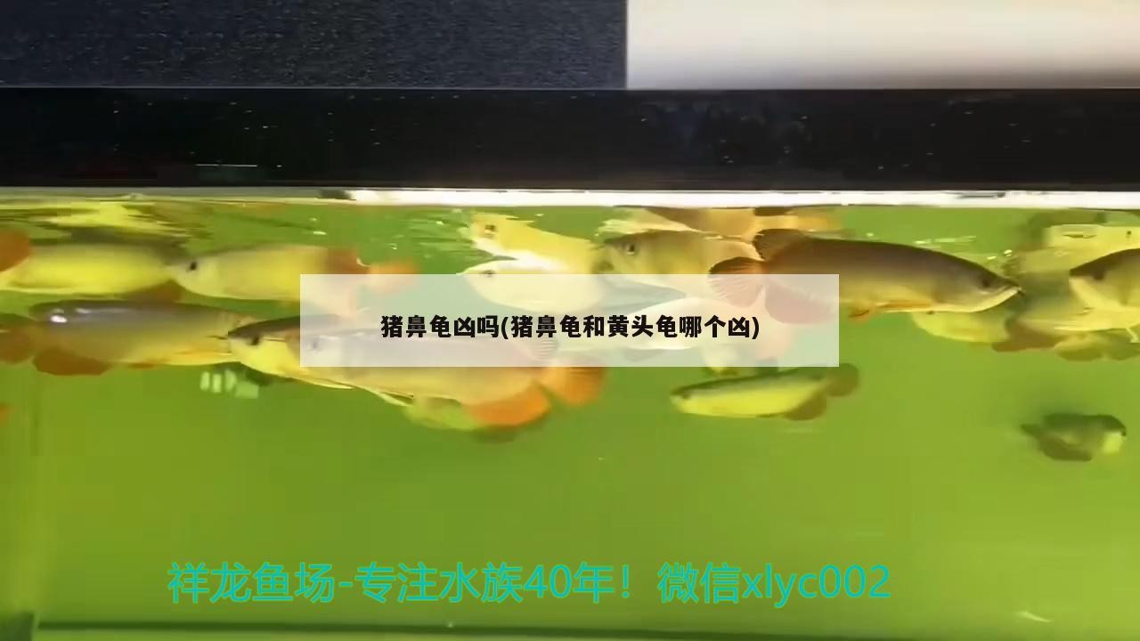 豬鼻龜兇嗎(豬鼻龜和黃頭龜哪個(gè)兇)