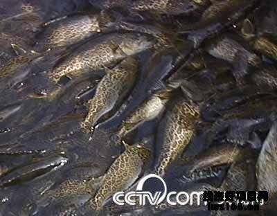 虎斑魚(yú)觀賞魚(yú)品種及其特點(diǎn)：虎斑魚(yú)觀賞魚(yú)市場(chǎng)的特點(diǎn)：虎斑魚(yú)是一種最受歡迎的觀賞魚(yú)