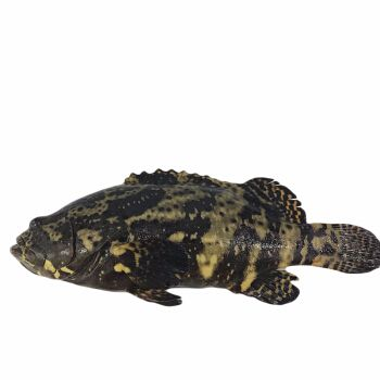 虎斑魚(yú)觀賞魚(yú)品種及其特點(diǎn)：虎斑魚(yú)觀賞魚(yú)市場(chǎng)的特點(diǎn)：虎斑魚(yú)是一種最受歡迎的觀賞魚(yú)