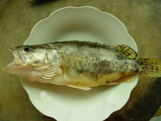 虎斑魚(yú)觀賞魚(yú)品種及其特點(diǎn)：虎斑魚(yú)觀賞魚(yú)市場(chǎng)的特點(diǎn)：虎斑魚(yú)是一種最受歡迎的觀賞魚(yú)