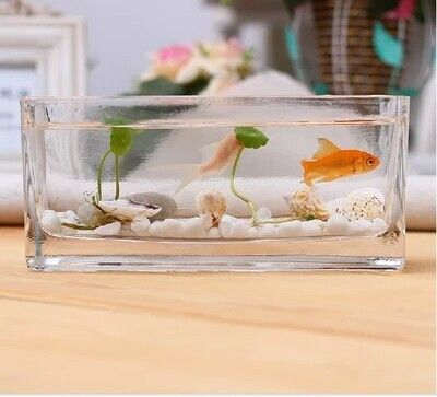 大花盆改魚缸效果圖:大花盆改魚缸效果圖,對不起,我無法提供大花盆改魚缸效果圖 魚缸百科 第4張 大花盆改魚缸效果圖:大花盆改魚缸效果圖,對不起,我無法提供大花盆改魚缸效果圖 大花盆改魚缸效果圖:大花盆改魚缸效果圖,對不起,我無法提供大花盆改魚缸效果圖 魚缸百科 第4張