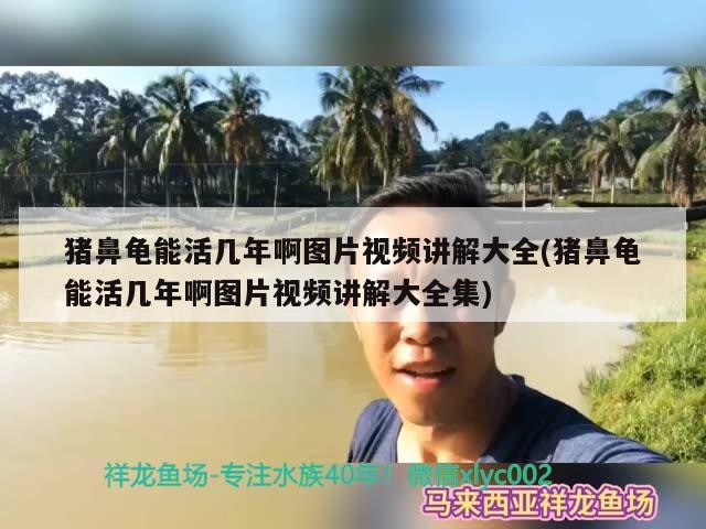 豬鼻龜能活幾年啊圖片視頻講解大全(豬鼻龜能活幾年啊圖片視頻講解大全集)
