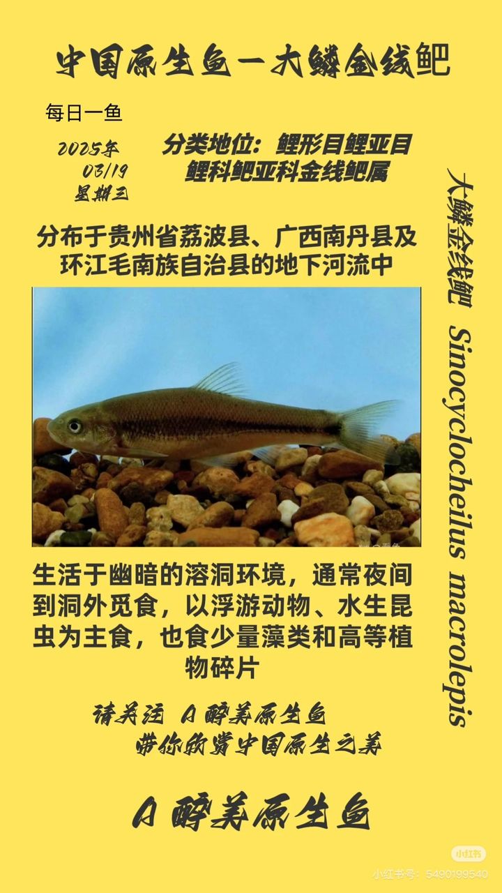 魚缸用增氧泵價格是多少:魚缸增氧機-xtrac增氧機-xtrac增氧機 大鱗金線鲃 龍魚論壇 大鱗金線鲃 大鱗金線鲃 龍魚論壇